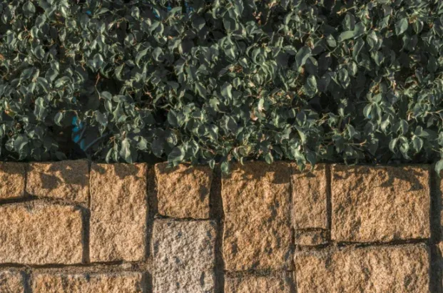 Segmental concrete-block retaining wall beneath a hedge